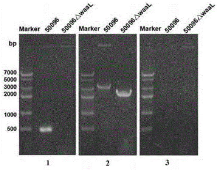 Biological preparation method of typhoid glycoprotein and application thereof