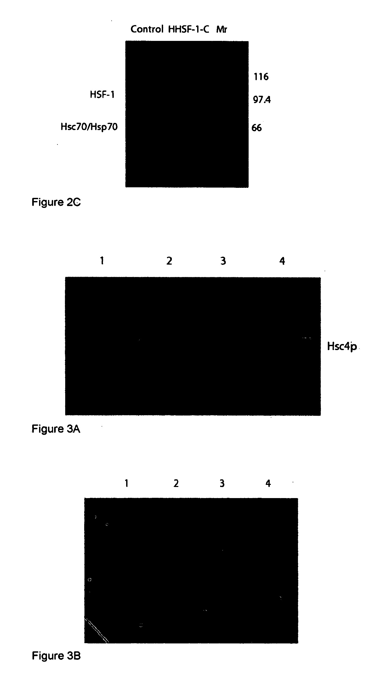 Compositions and methods for regulating cellular protection