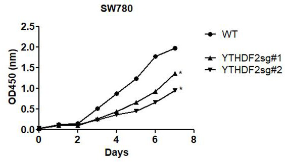 Application of ythdf2 gene in diagnosis, prevention and treatment of urothelial carcinoma