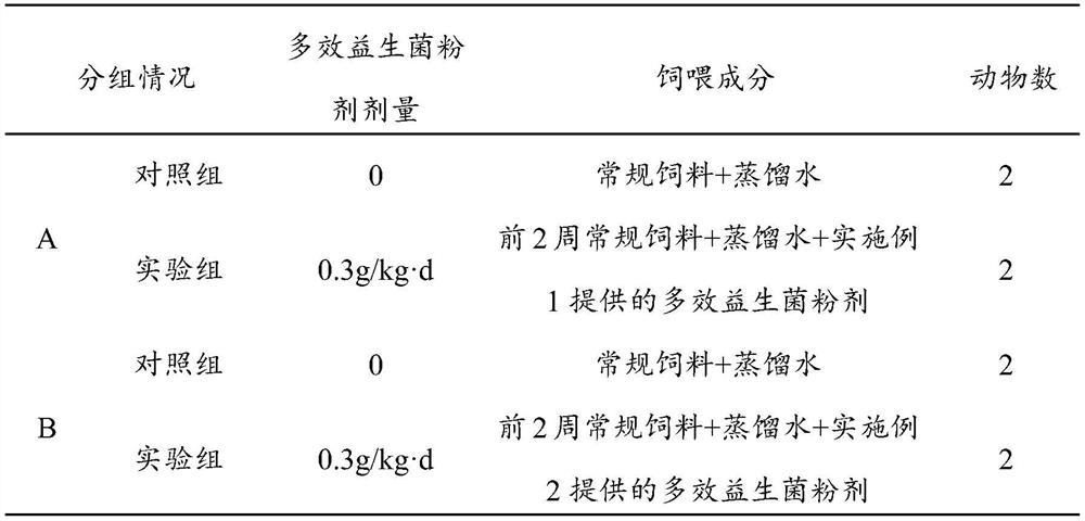 A kind of multi-effective probiotic preparation with enhanced immune function and its application