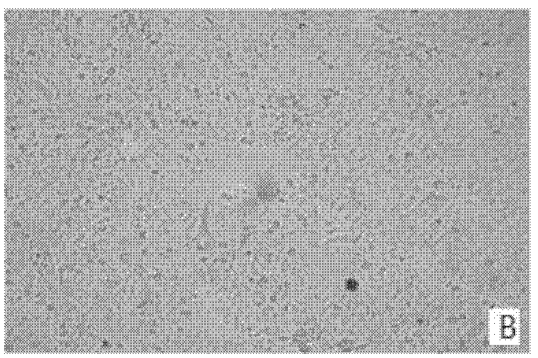 Virus clone purification strain for Peste des petits ruminants live vaccine production, and applications thereof