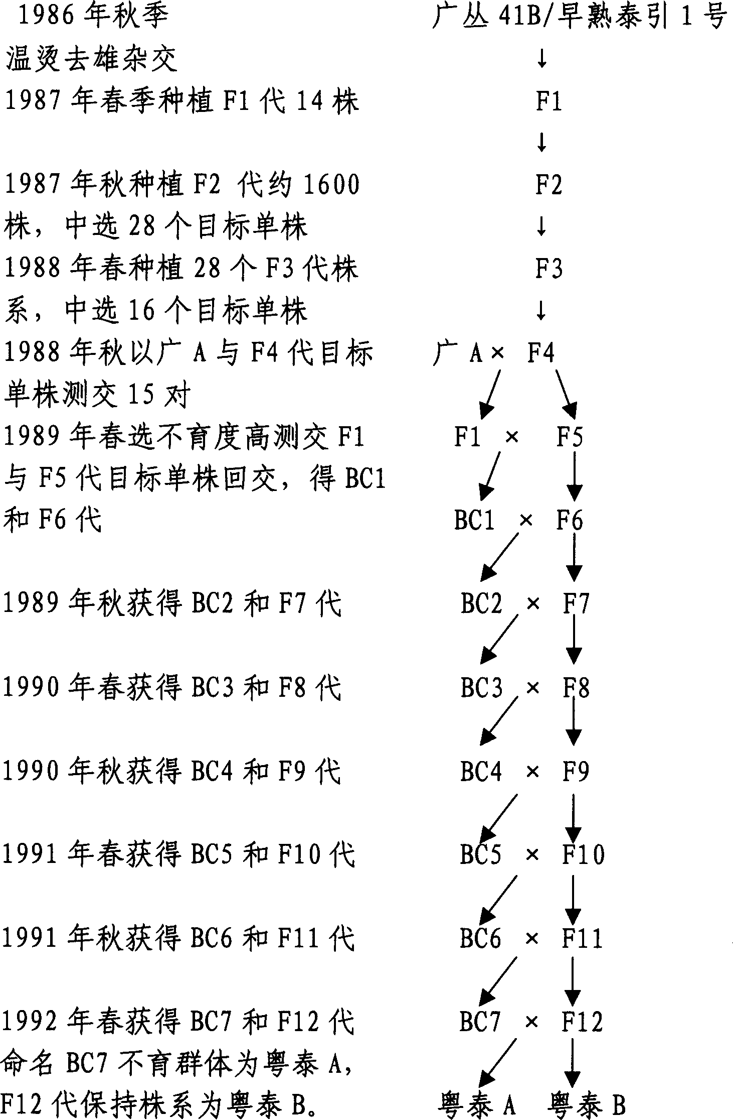 Production method of rose violet type three lines hybridization paddy seeds