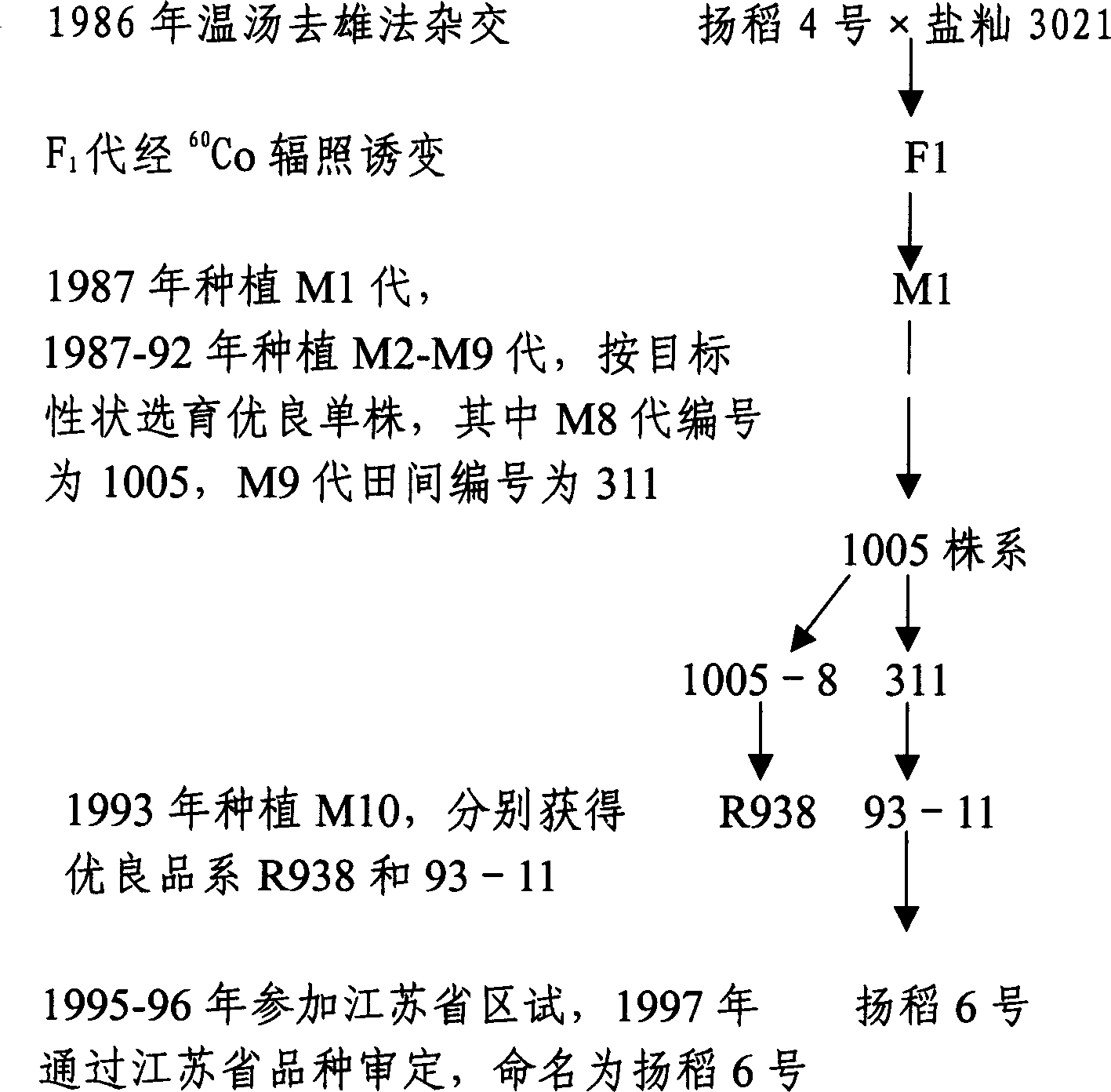 Production method of rose violet type three lines hybridization paddy seeds