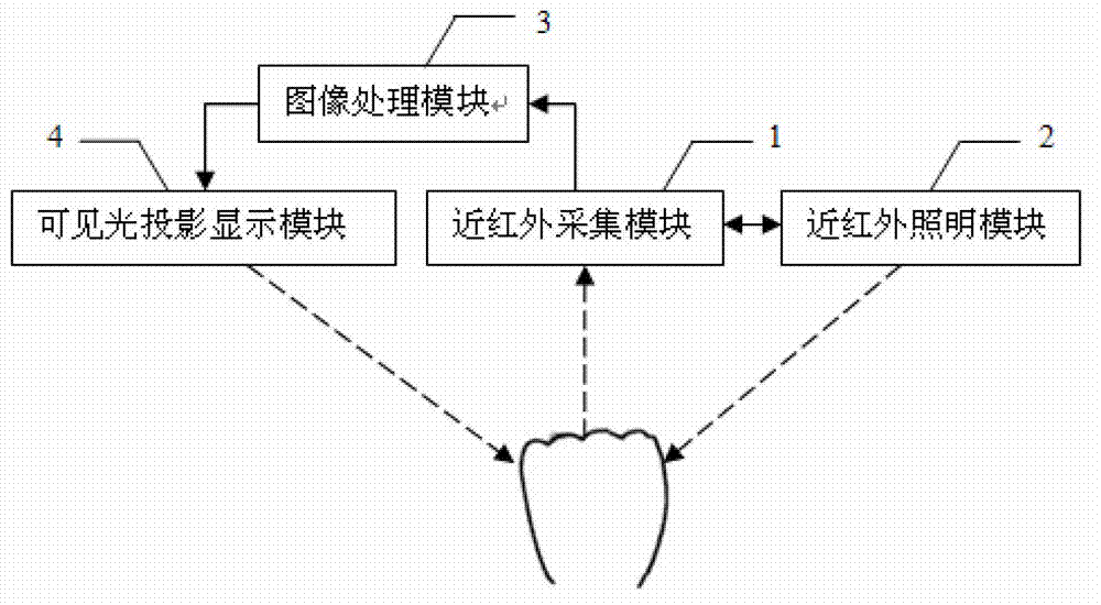 Collecting and displaying device for hand vein images