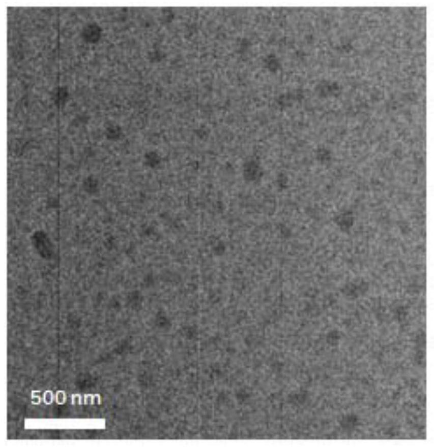 Self-assembly material capable of forming nano defense network in situ on tumor as well as preparation method and application of self-assembly material