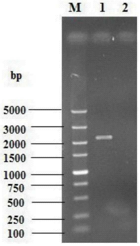 A highly tolerant yeast strain and its construction method