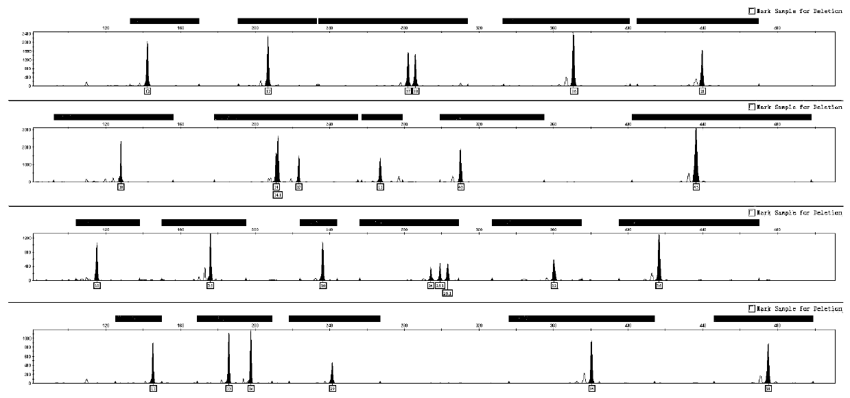 Fluorescence labeling composite amplification kit for detecting human Y chromosome rapid mutation STR loci and application thereof