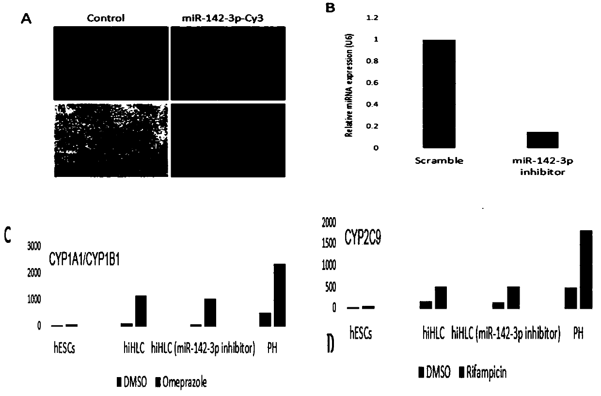 Method for improving detoxification function of hepatocyte-like cells derived from human stem cells and application of method