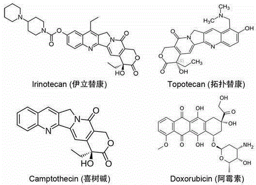 Selenium or tellurium containing polymer as well as preparation method and application of selenium or tellurium containing polymer