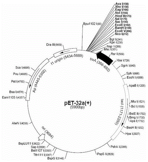 A kind of hcv multi-epitope peptide and truncated ns3, dc activation molecule eda recombinant protein vaccine and its application