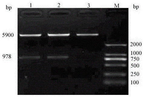 A kind of hcv multi-epitope peptide and truncated ns3, dc activation molecule eda recombinant protein vaccine and its application