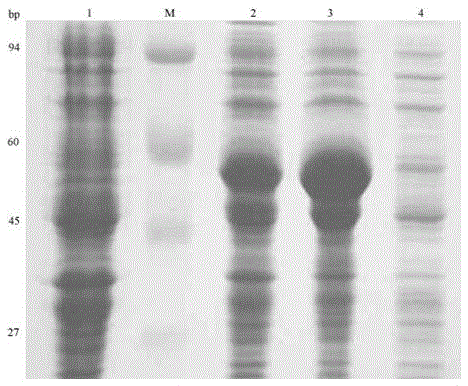 A kind of hcv multi-epitope peptide and truncated ns3, dc activation molecule eda recombinant protein vaccine and its application