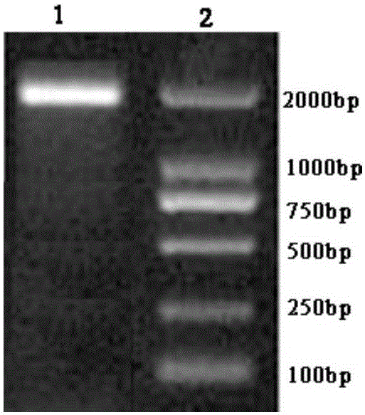 Spodoptera exigua vitellogenin (SEVg) as well as specific peptide chain, carrier, strain and application thereof