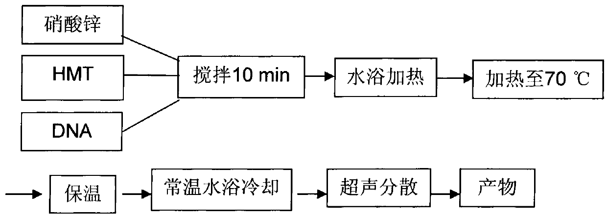 Method for assembling zinc oxide nano-chain by using DNA as template