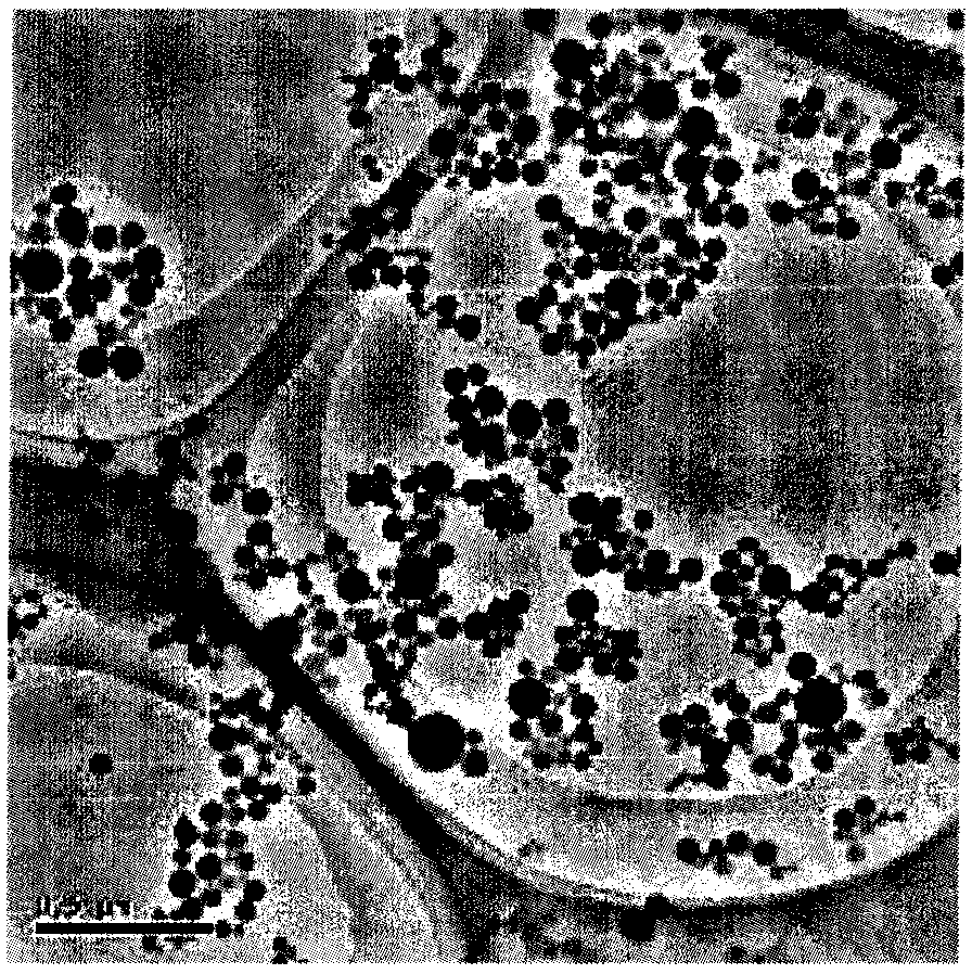 Method for assembling zinc oxide nano-chain by using DNA as template