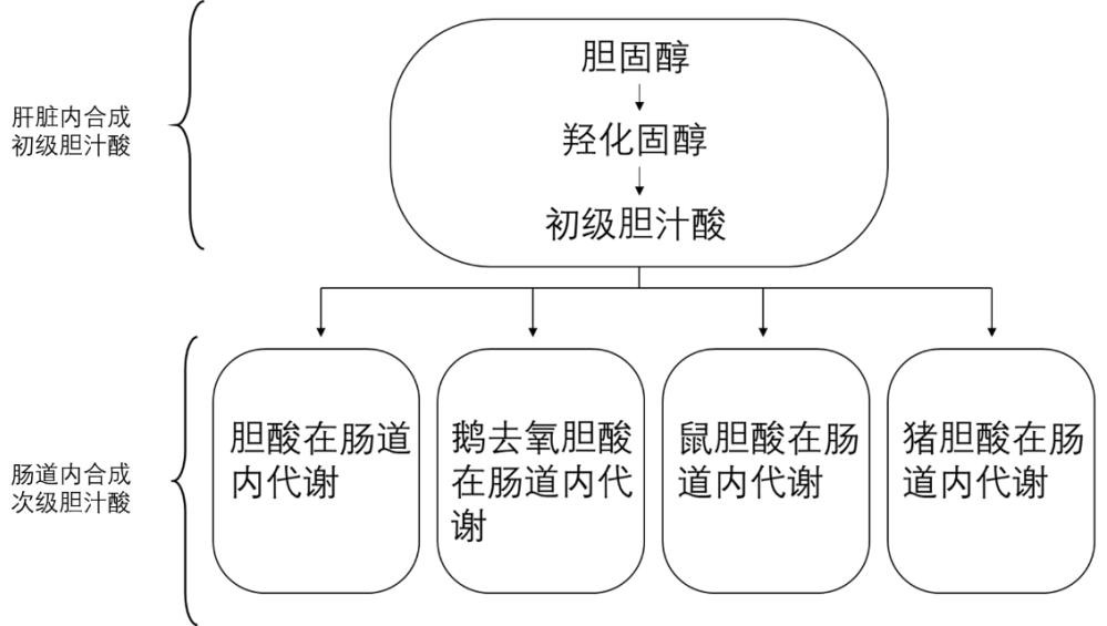 Detection method and application of metabolic profile of bile acid pathway based on serum samples