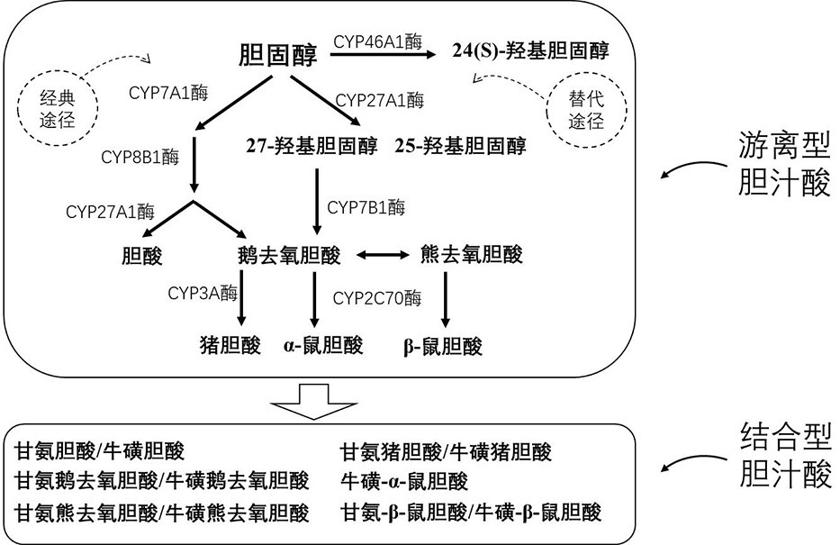 Detection method and application of metabolic profile of bile acid pathway based on serum samples