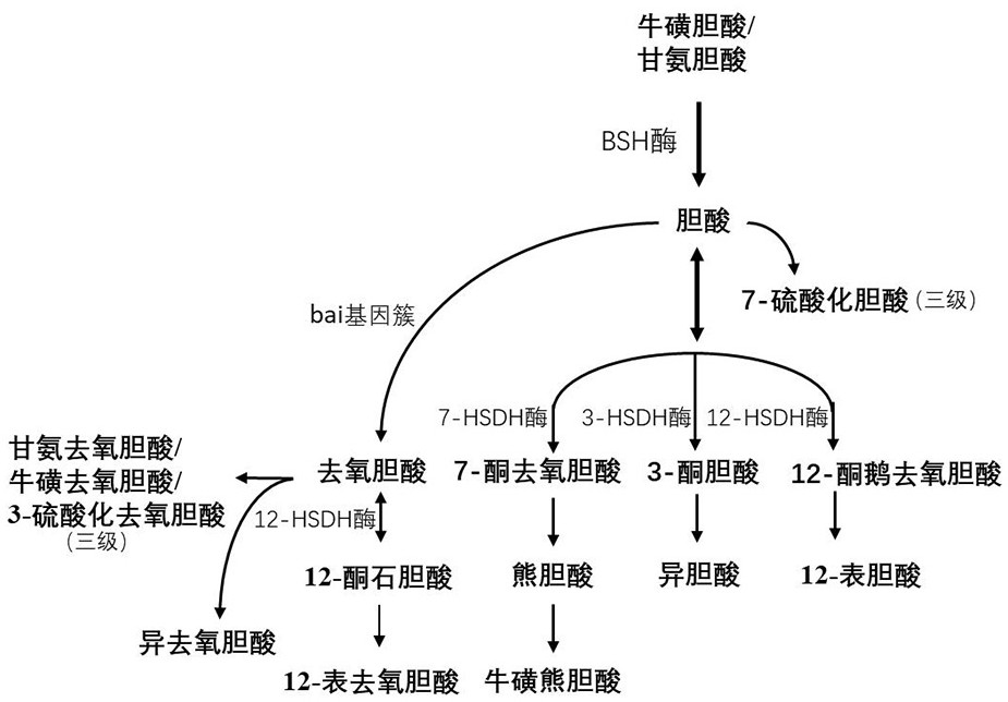 Detection method and application of metabolic profile of bile acid pathway based on serum samples