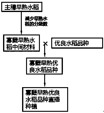 Method for cultivating very early-maturing rice