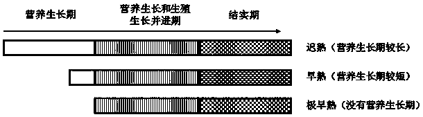 Method for cultivating very early-maturing rice