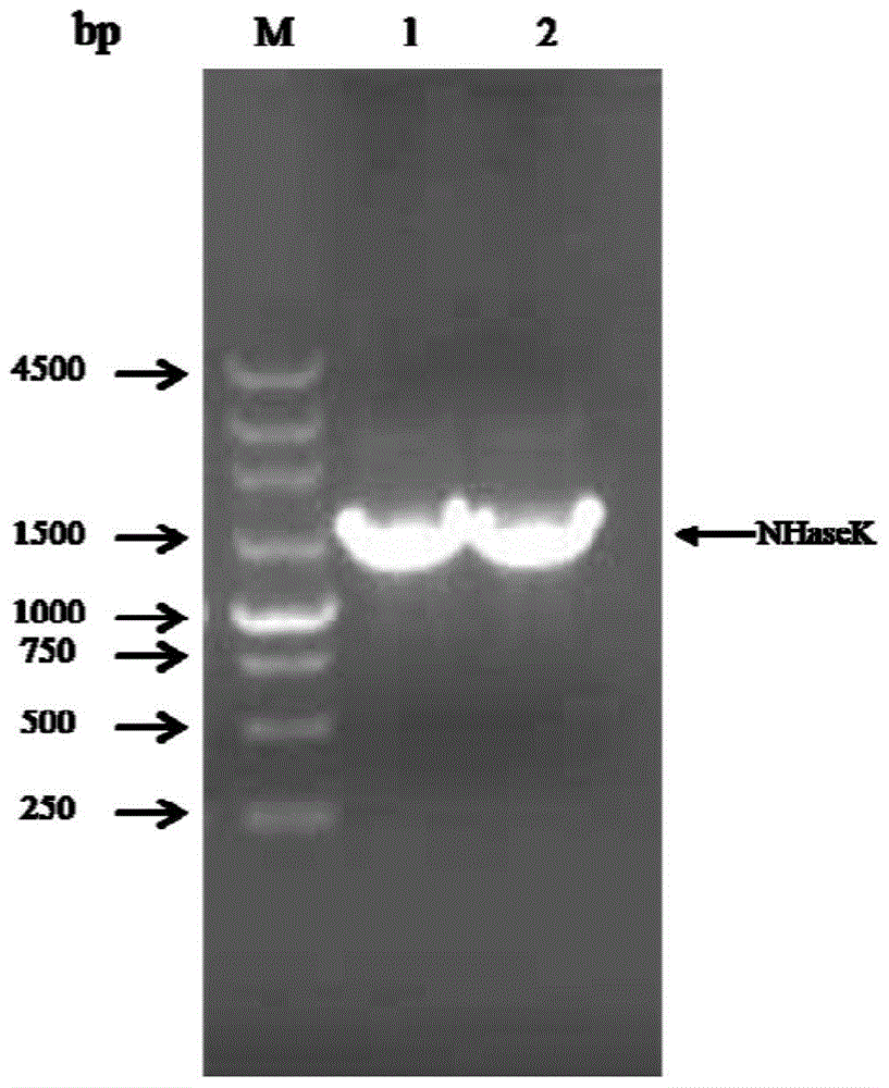 Nitrile hydratase as well as encoding gene and application thereof