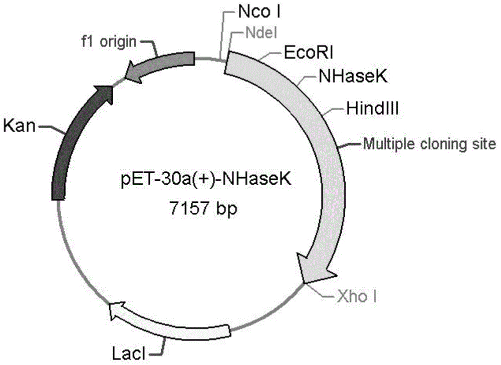 Nitrile hydratase as well as encoding gene and application thereof