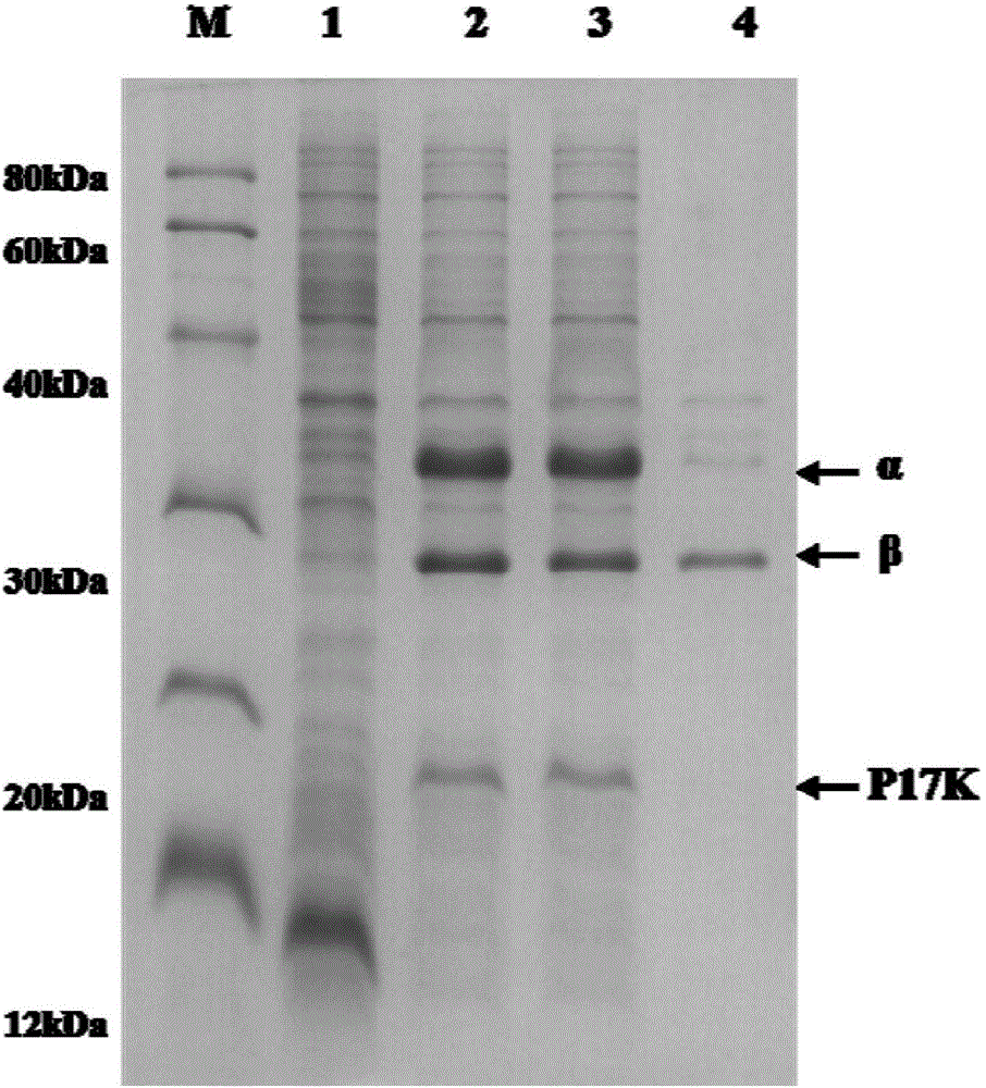 Nitrile hydratase as well as encoding gene and application thereof