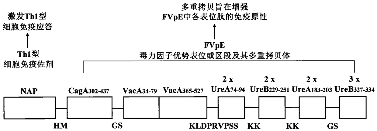 A kind of helicobacter pylori tetravalent virulence factor multi-epitope vaccine and preparation method thereof