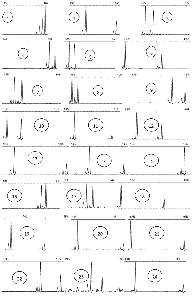 Larimichthys polyactis microsatellite DNA molecular marker