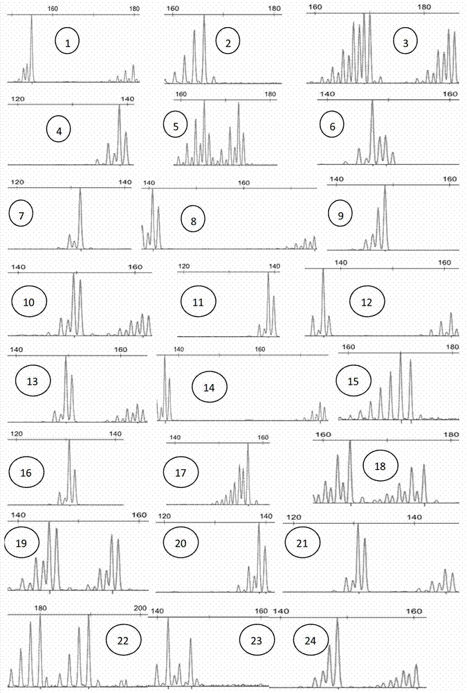 Larimichthys polyactis microsatellite DNA molecular marker