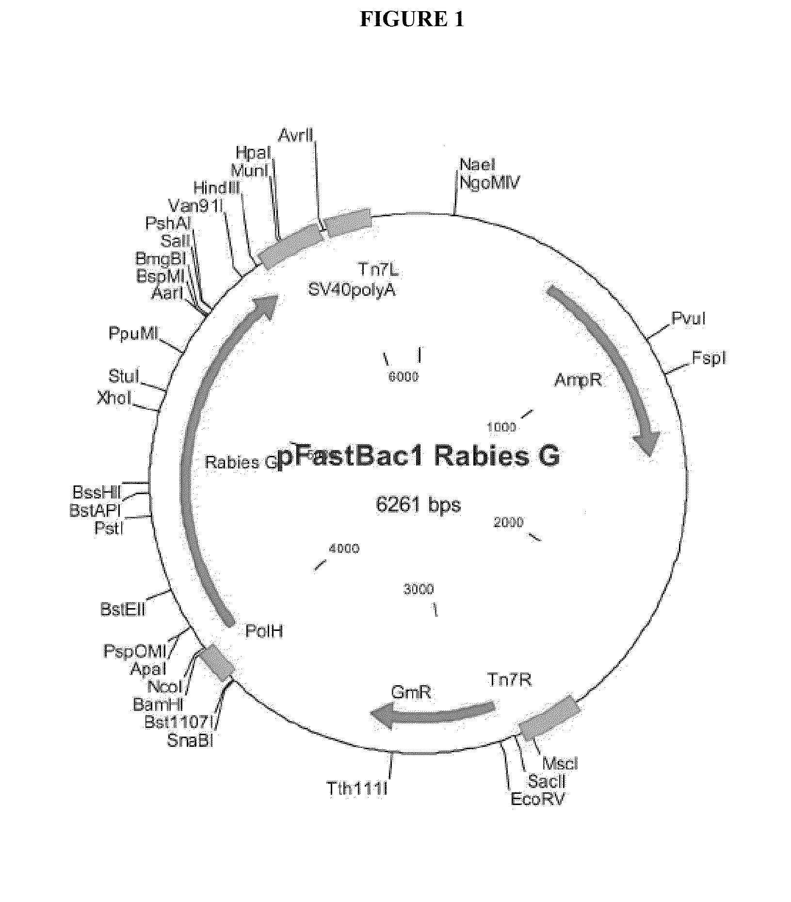 Rabies glycoprotein virus-like particles (VLPS)