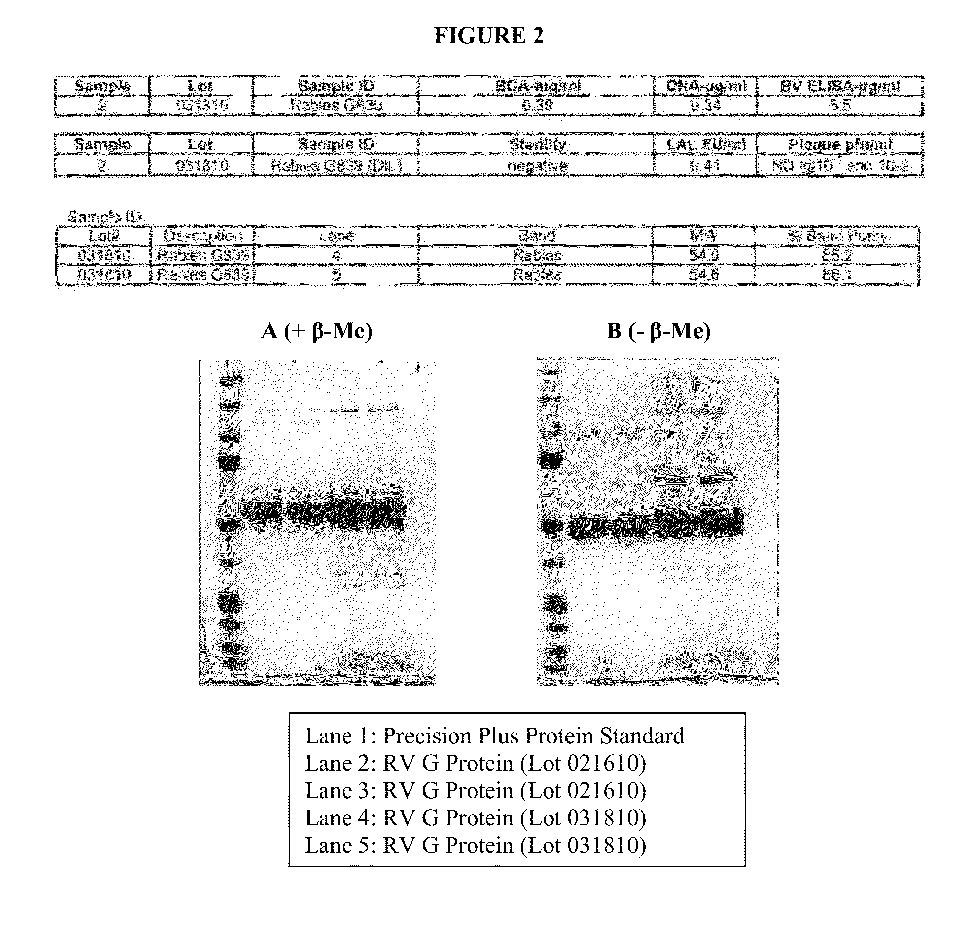 Rabies glycoprotein virus-like particles (VLPS)