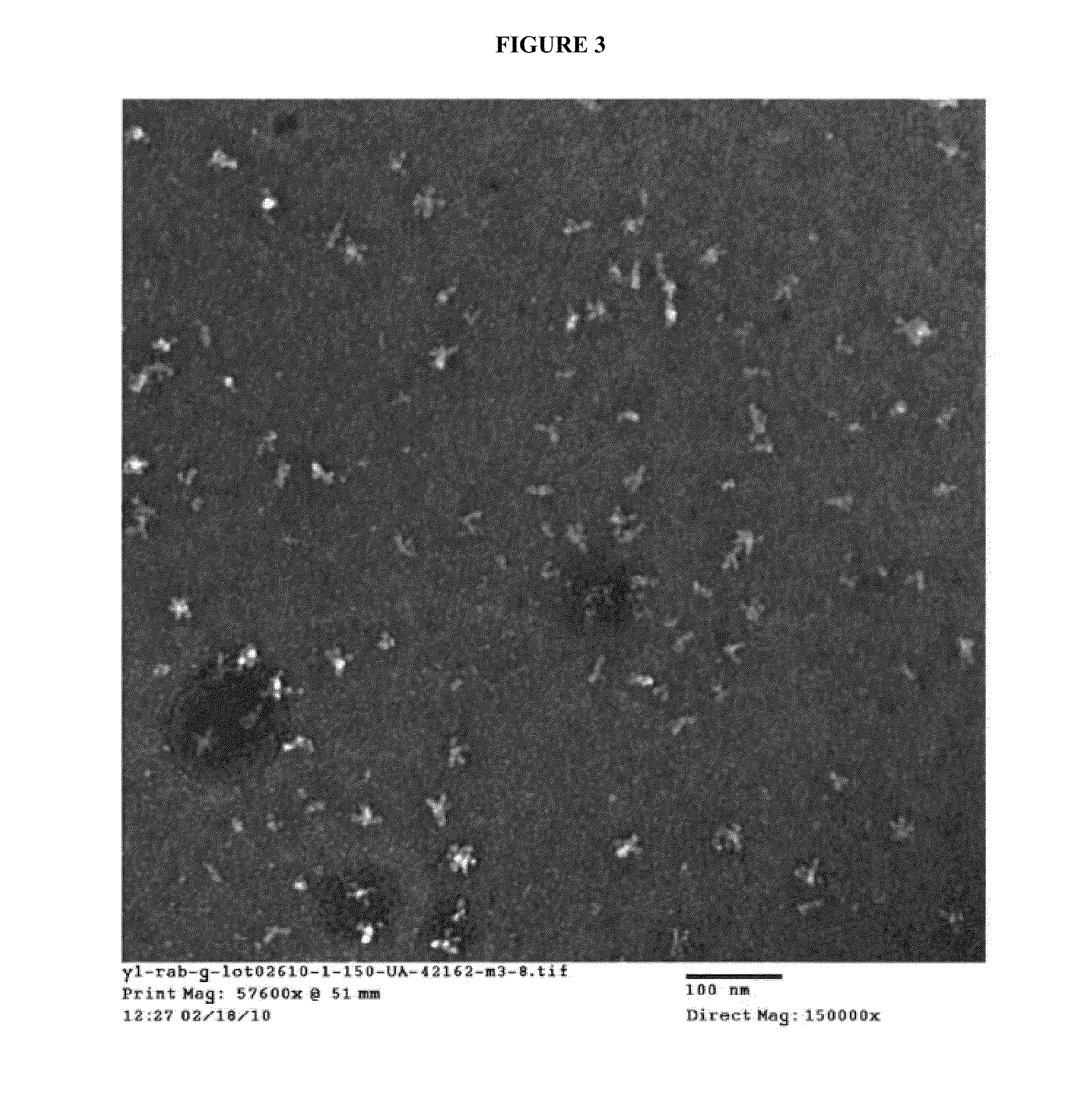 Rabies glycoprotein virus-like particles (VLPS)