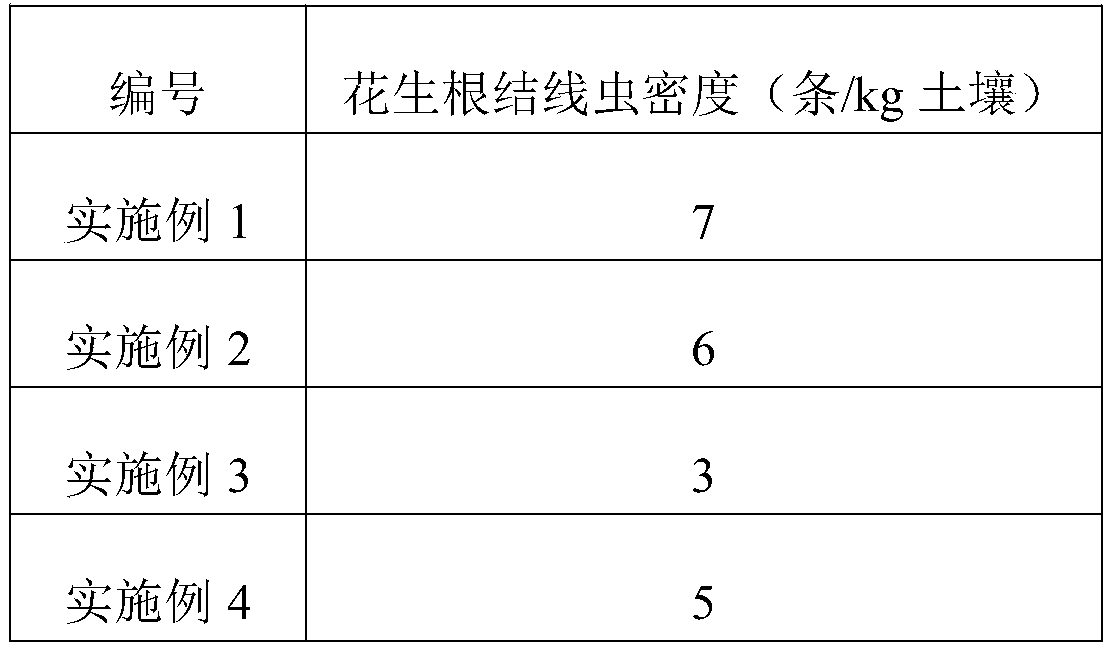 Composite microbial agent for preventing and controlling Meloidogyne arenria, and preparation method thereof