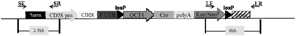 CD28 gene overexpression vector and application thereof