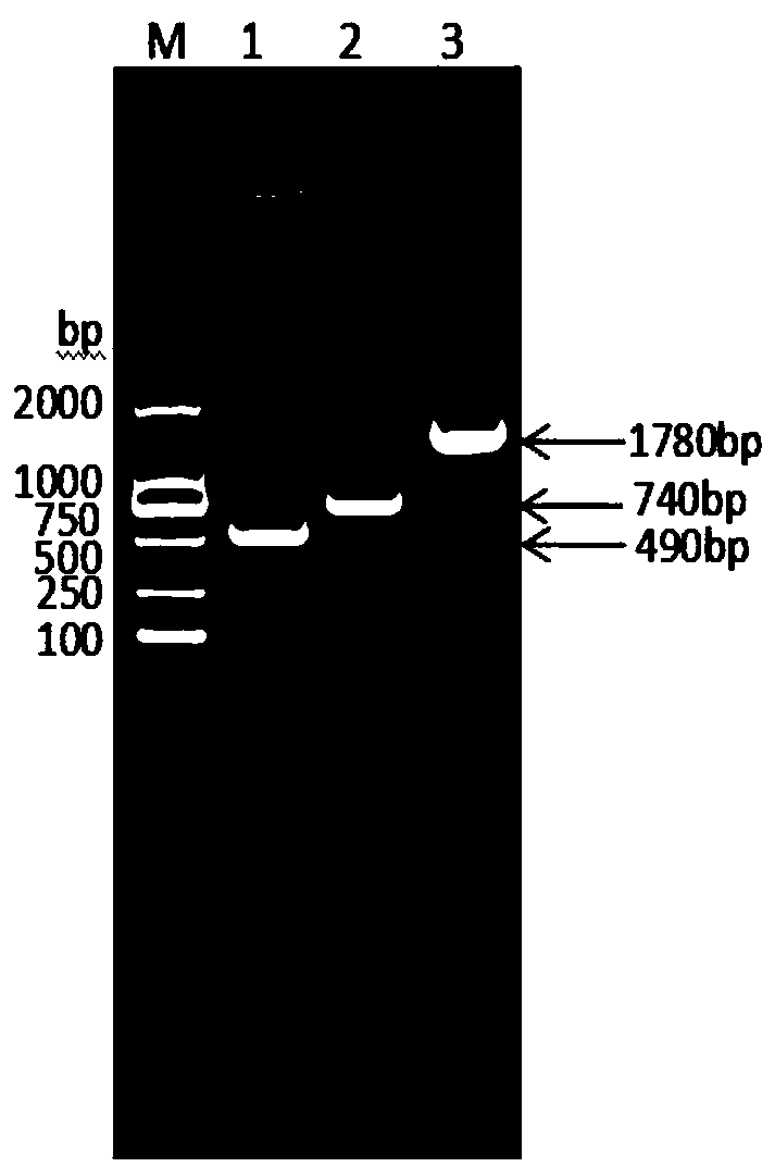 Porcine albumin-interferon alpha-interleukin 2 fusion protein, preparation method as well as coding gene thereof, and porcine pegylated interferon