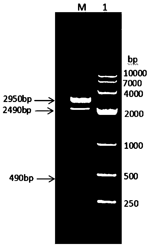 Porcine albumin-interferon alpha-interleukin 2 fusion protein, preparation method as well as coding gene thereof, and porcine pegylated interferon