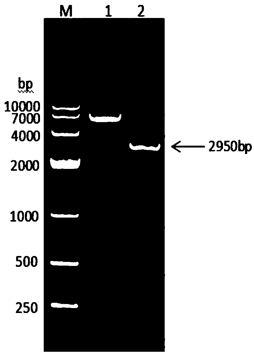 Porcine albumin-interferon alpha-interleukin 2 fusion protein, preparation method as well as coding gene thereof, and porcine pegylated interferon