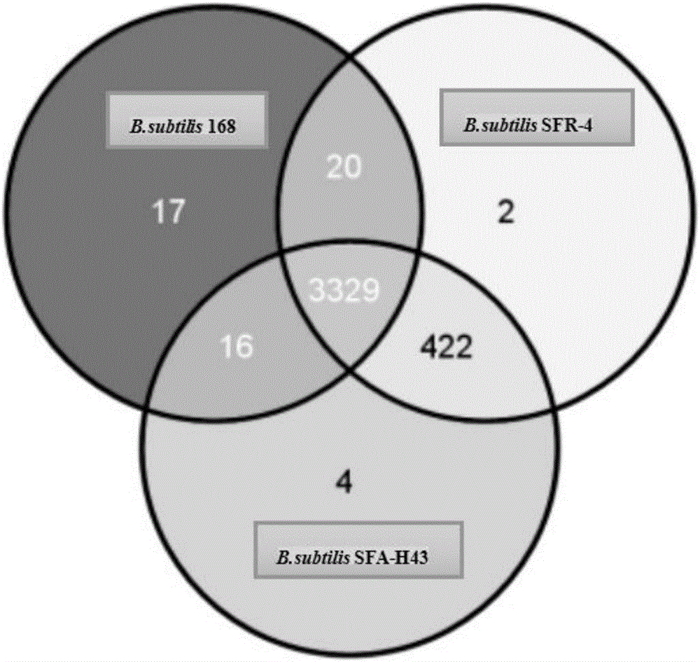 Method for producing D-ribose at high yield by using bacillus subtilis engineering bacterium