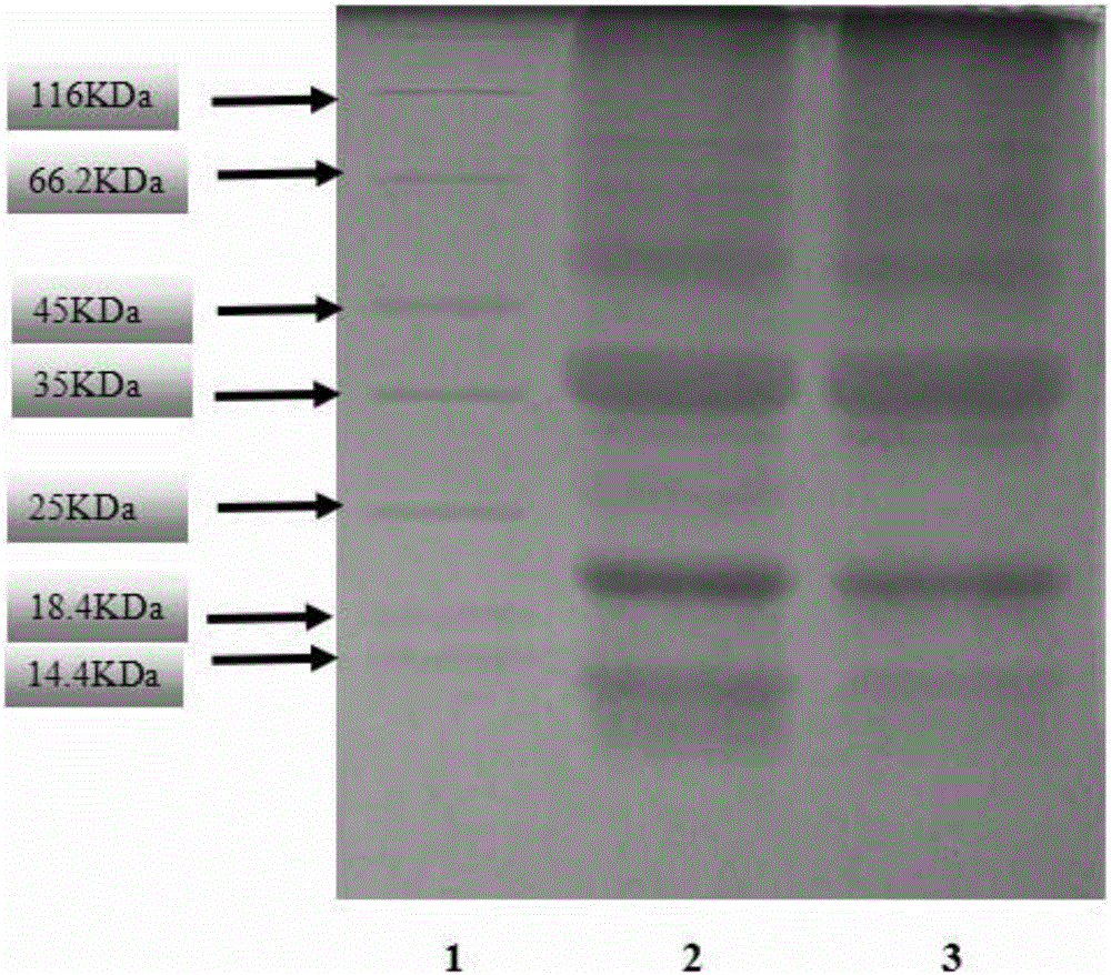 Method for extracting high-purity rice glutelin