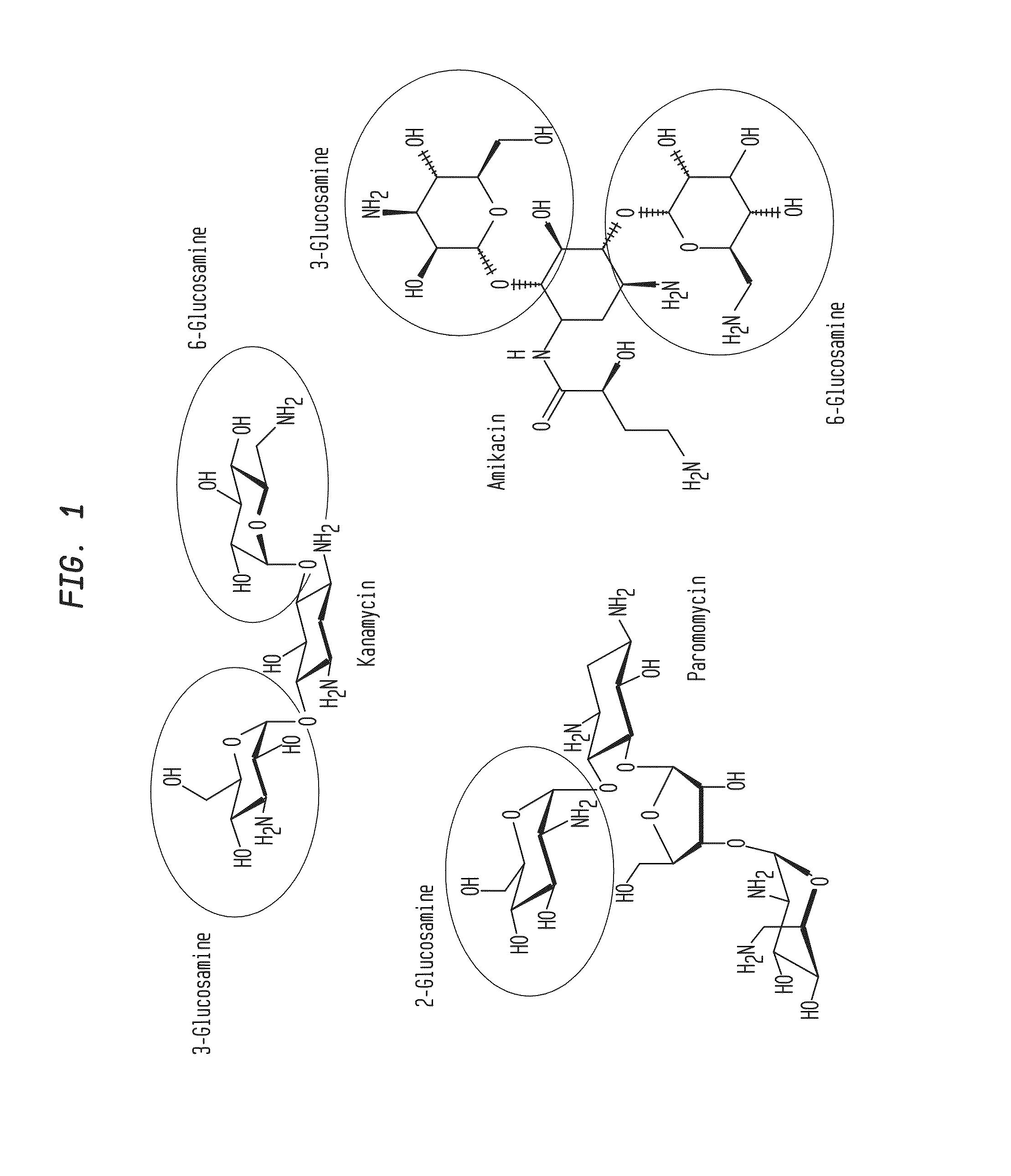 Compositions and Methods for the Transfer of a Hexosamine to a Modified Nucleotide in a Nucleic Acid