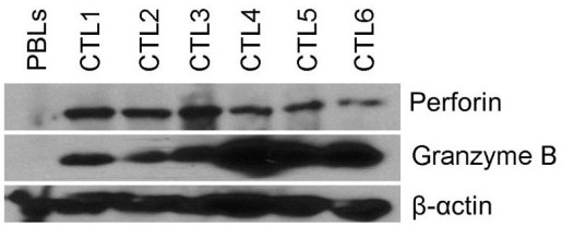 DC cells and CTL cells loaded with tax antigen and their preparation method and application