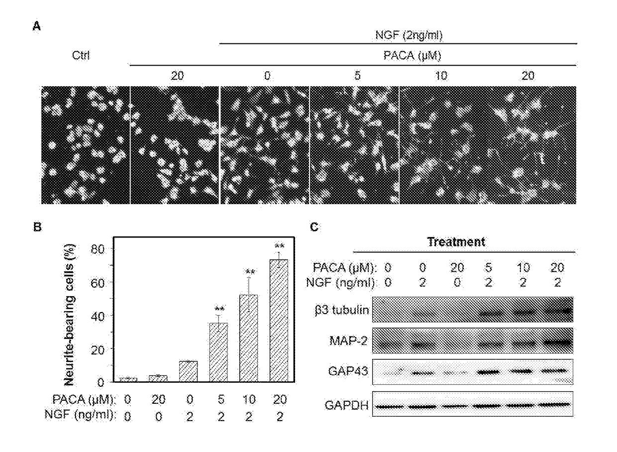 A Novel Neuroprotective and Neurorestorative N-Propargyl Caffeamide (PACA) and Use as A Treatment for Neurodegenerative Diseases