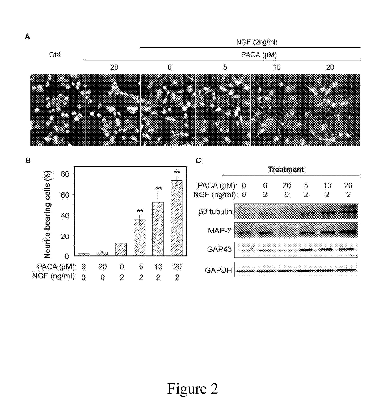 A Novel Neuroprotective and Neurorestorative N-Propargyl Caffeamide (PACA) and Use as A Treatment for Neurodegenerative Diseases