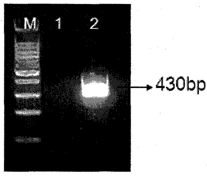 Detection method and a kit of transgenic soybean MON89788 transformation event