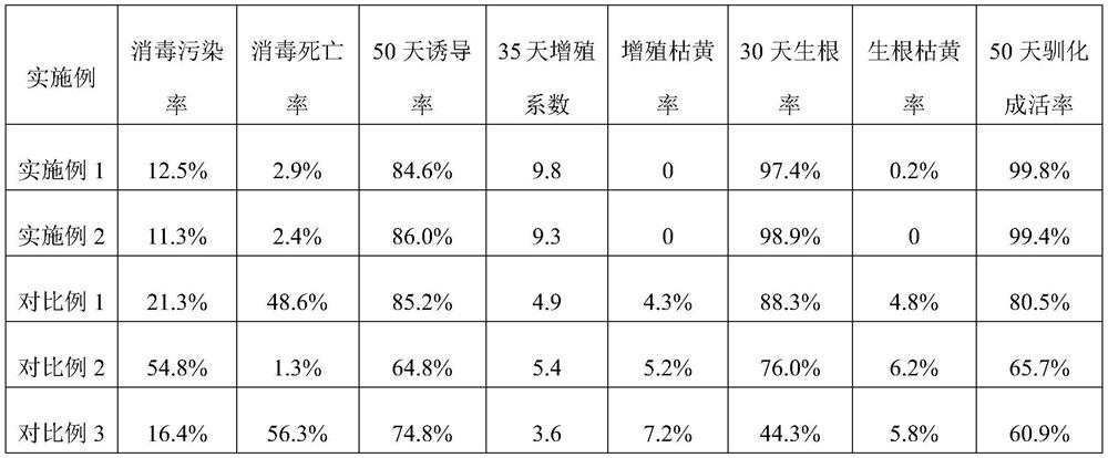 Tissue culture and rapid propagation method of medicinal plant stemona japonica and application of tissue culture and rapid propagation method