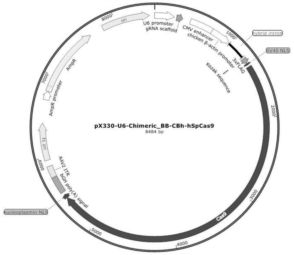 CRISPR system for constructing double-gene combined knockout atherosclerotic porcine nuclear transplantation donor cells and application ofCRISPR system