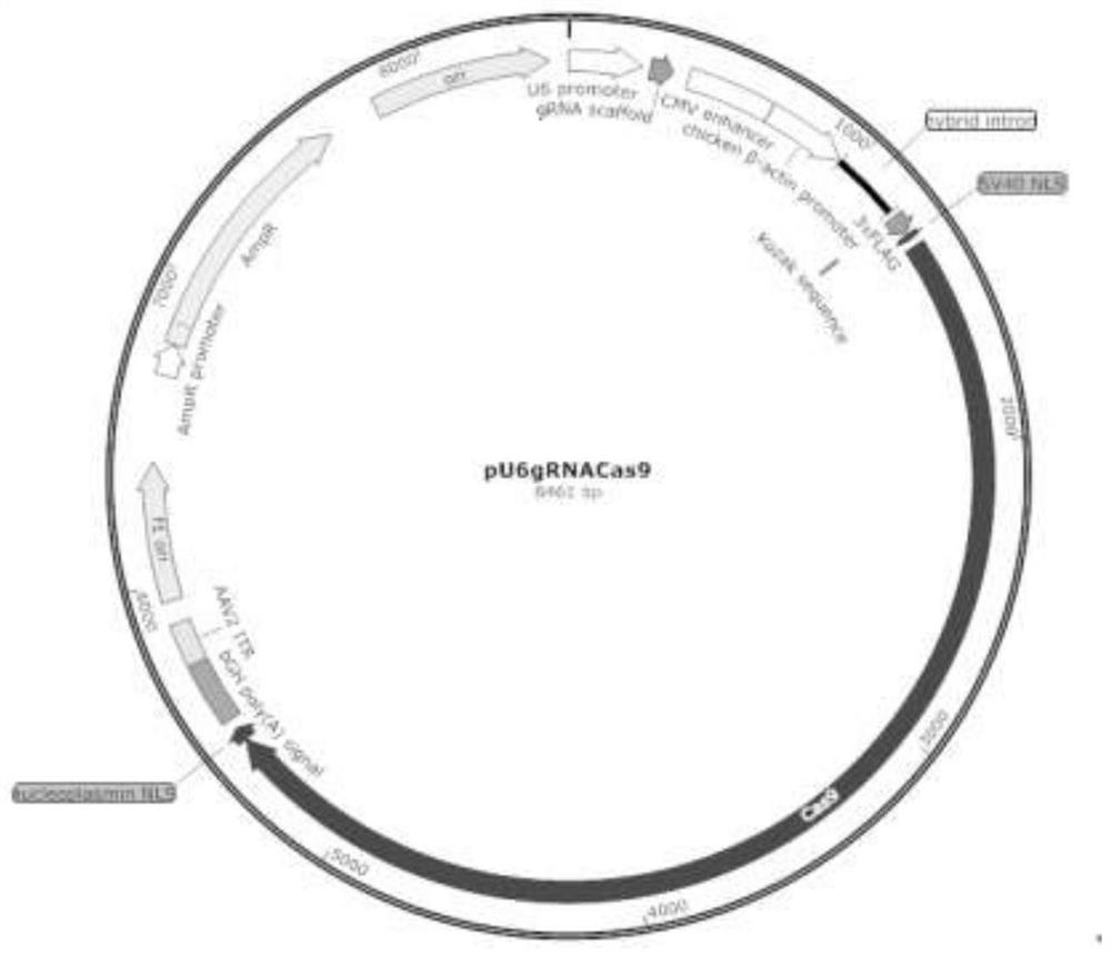 CRISPR system for constructing double-gene combined knockout atherosclerotic porcine nuclear transplantation donor cells and application ofCRISPR system