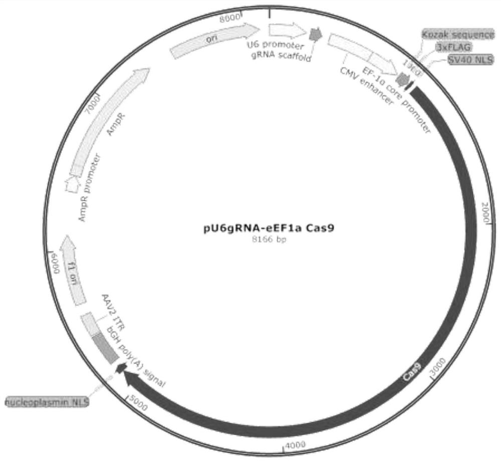 CRISPR system for constructing double-gene combined knockout atherosclerotic porcine nuclear transplantation donor cells and application ofCRISPR system