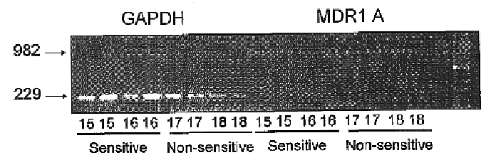 Method of detecting ivermectin sensitivity in a canine subject by identifying a mutation in a mdr1-encoding sequence